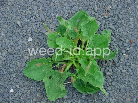plantain, broadleaf